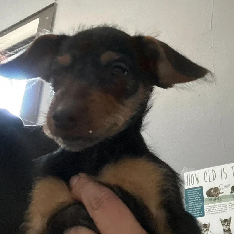 A baby small-sized female Black Yorkshire Terrier dog named Daisy for adoption in Silver Spring, MD