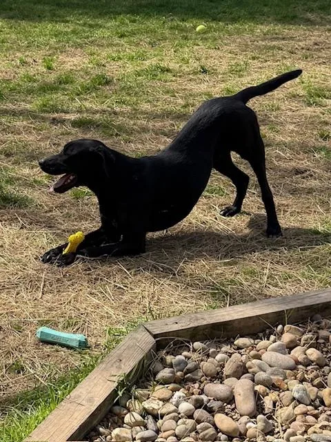 Jett Knox ~ Amazing thumbnail 4