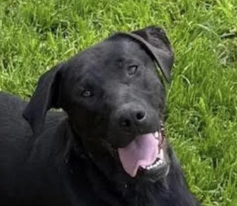 A young large-sized male Black Black Labrador Retriever dog named Jett Knox ~ Amazing for adoption in Andover, MA