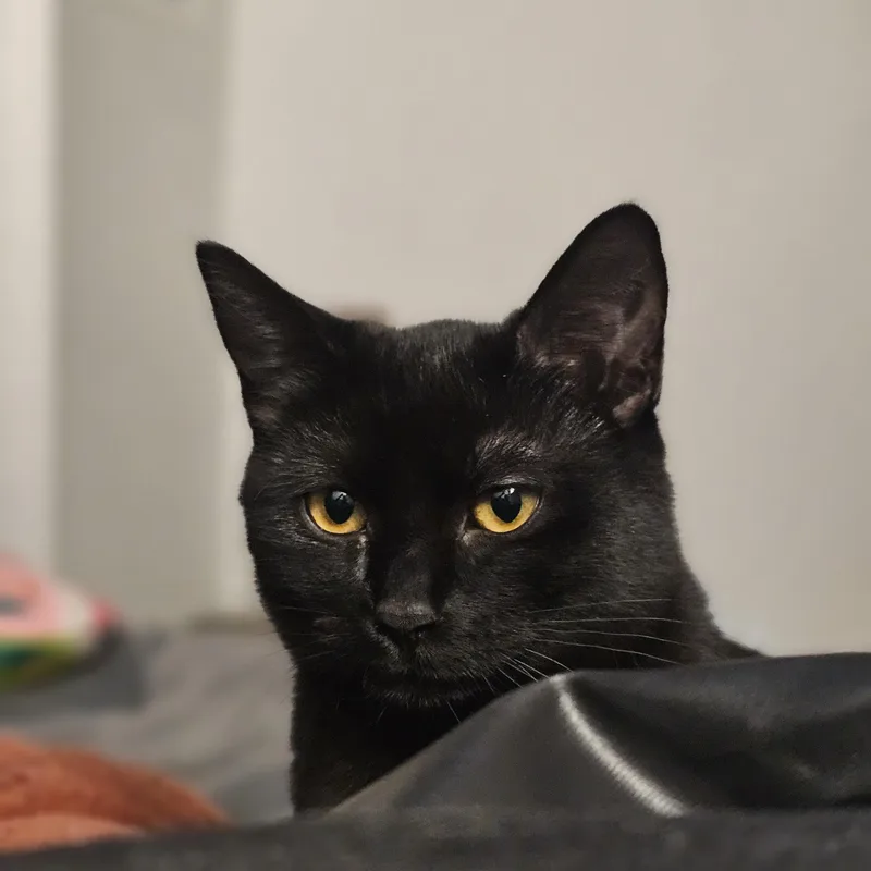 A baby medium-sized male Black Domestic Short Hair cat named Babe Ruth for adoption in Puyallup, WA