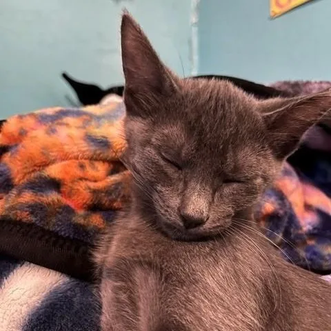 A baby medium-sized female Gray / Blue / Silver Domestic Short Hair cat named Cherry for adoption in Houston, TX