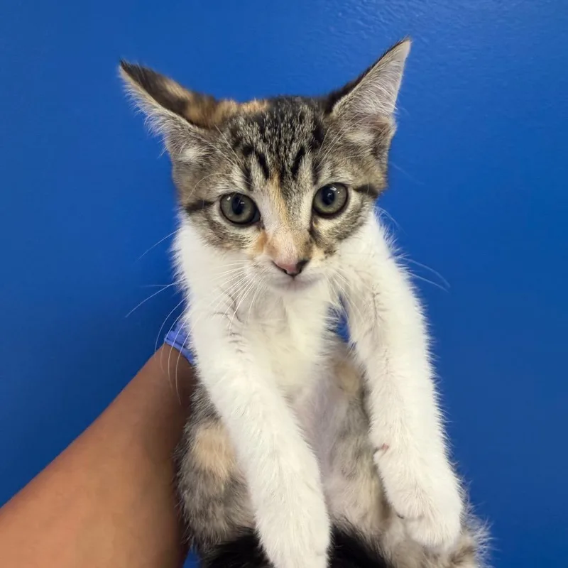 A baby small-sized female Torbie Domestic Short Hair cat named Winnie for adoption in Sunnyvale, CA