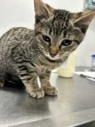 A baby small-sized male Domestic Short Hair cat named Quincy for adoption in West Chester, PA