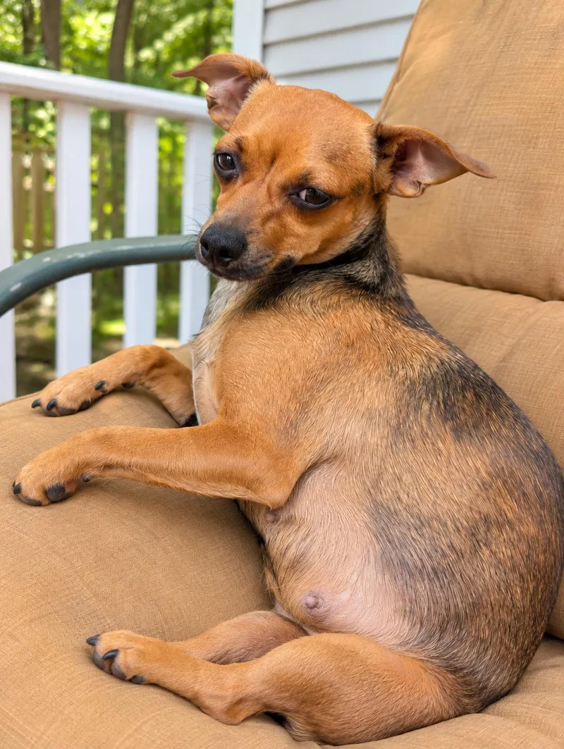 A young small-sized female Chihuahua dog named Rosie for adoption in Pembroke, MA