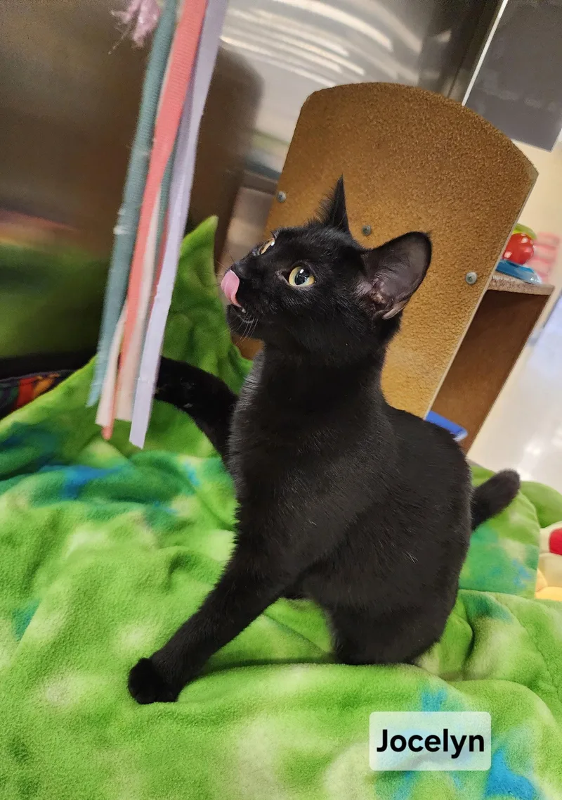 A baby medium-sized female Black Domestic Short Hair cat named Jocelyn for adoption in Forest, VA