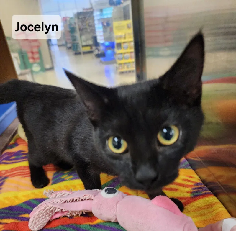 Jocelyn thumbnail 2