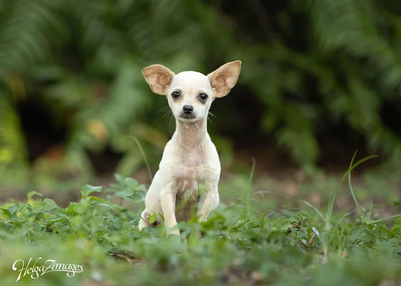 A baby small-sized female Chihuahua dog named Debbi for adoption in New Port Richey, FL