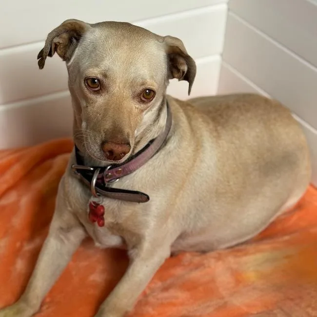 An adult medium-sized female Chihuahua dog named Twilight for adoption in San Diego, CA