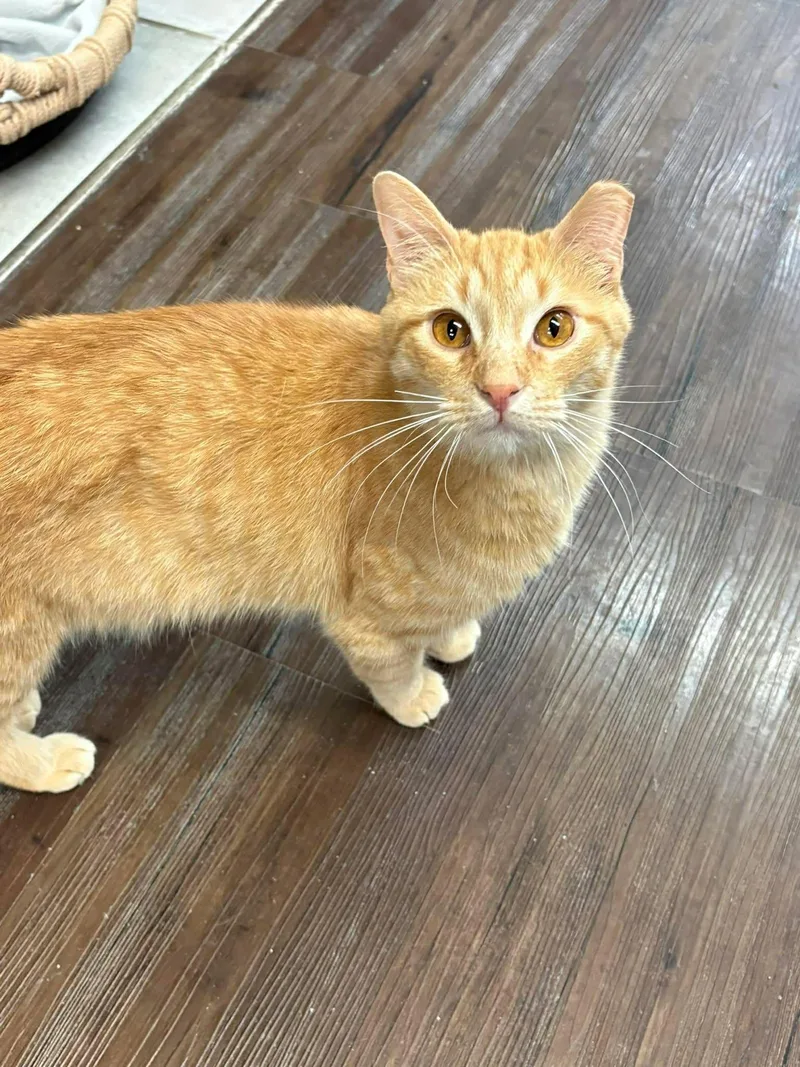 An adult medium-sized male Tabby (Orange / Red) Domestic Medium Hair cat named Twizzler for adoption in St. George, UT