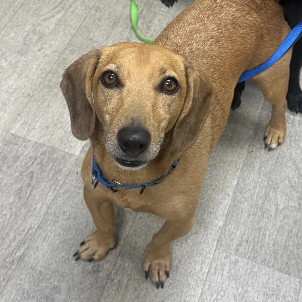 An adult medium-sized male Dachshund dog named Choobie for adoption in San Diego, CA