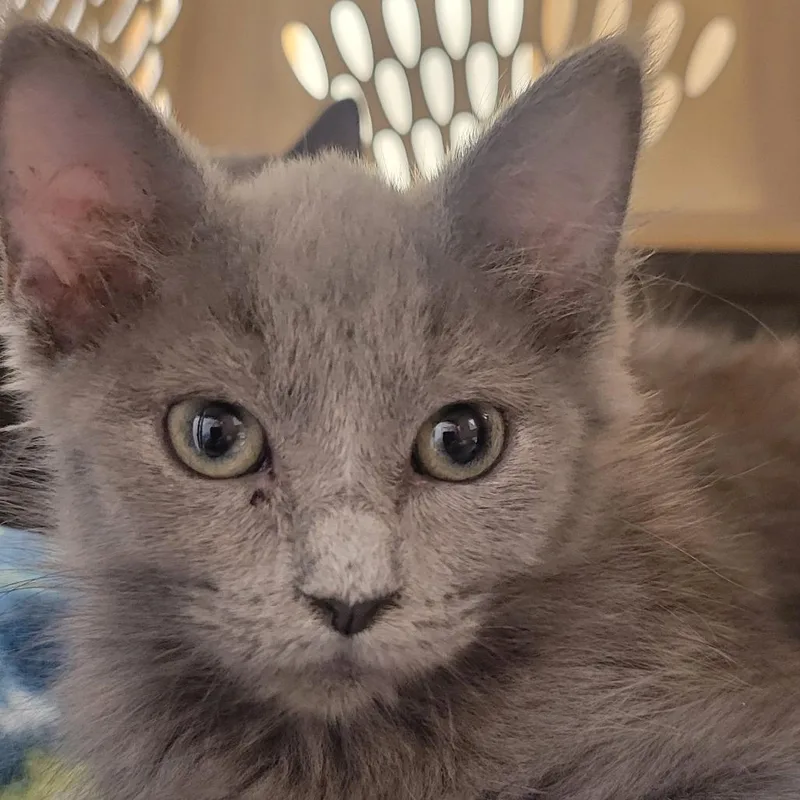 A baby small-sized female Gray / Blue / Silver Domestic Medium Hair cat named Buttercup for adoption in Milan, IL