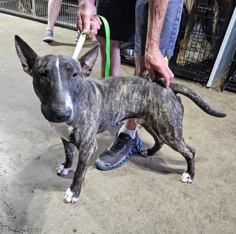 A young medium-sized male Bull Terrier dog named Hooey $ for adoption in Milwaukee, WI