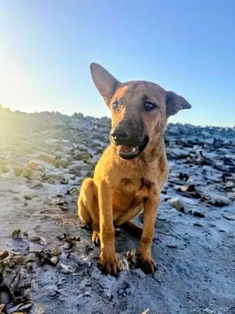 A young medium-sized female Shepherd dog named Mocha for adoption in Evergreen, CO