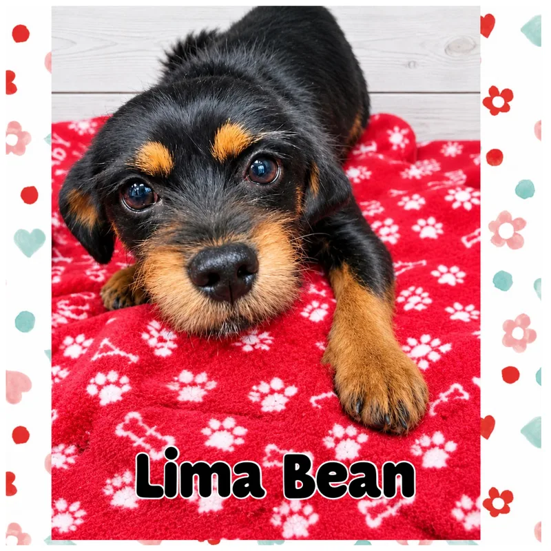 A young small-sized male Yorkshire Terrier dog named Lima Bean for adoption in Mokena, IL