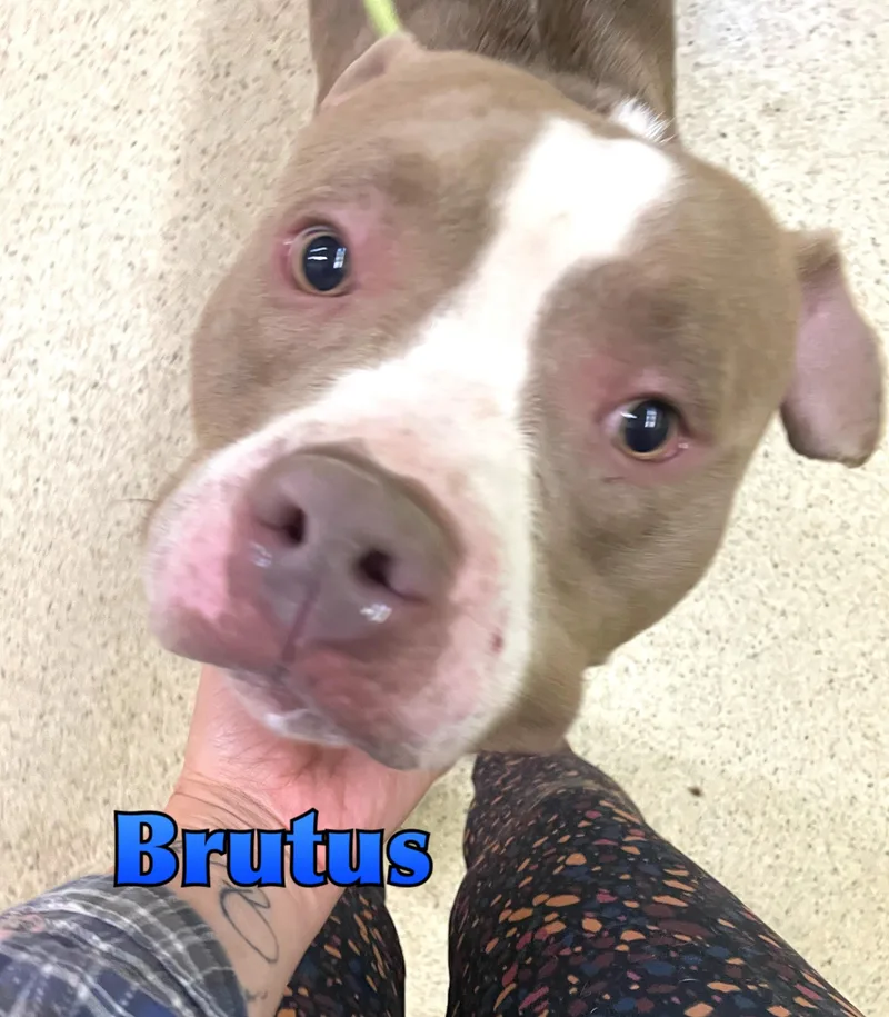 A young large-sized male Terrier dog named Brutus for adoption in Muncie, IN
