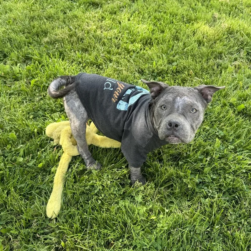 Puppino