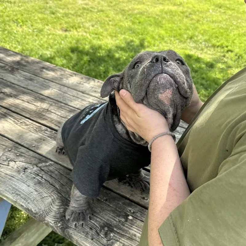 Puppino thumbnail 3