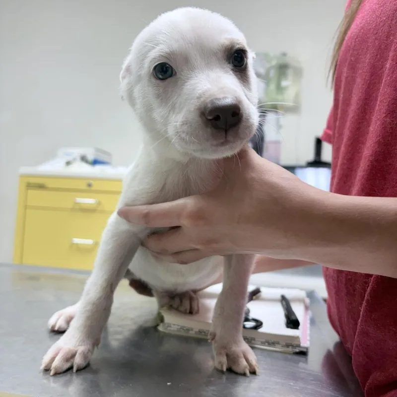 A baby small-sized male Cattle Dog dog named Lenny for adoption in Tyler, TX
