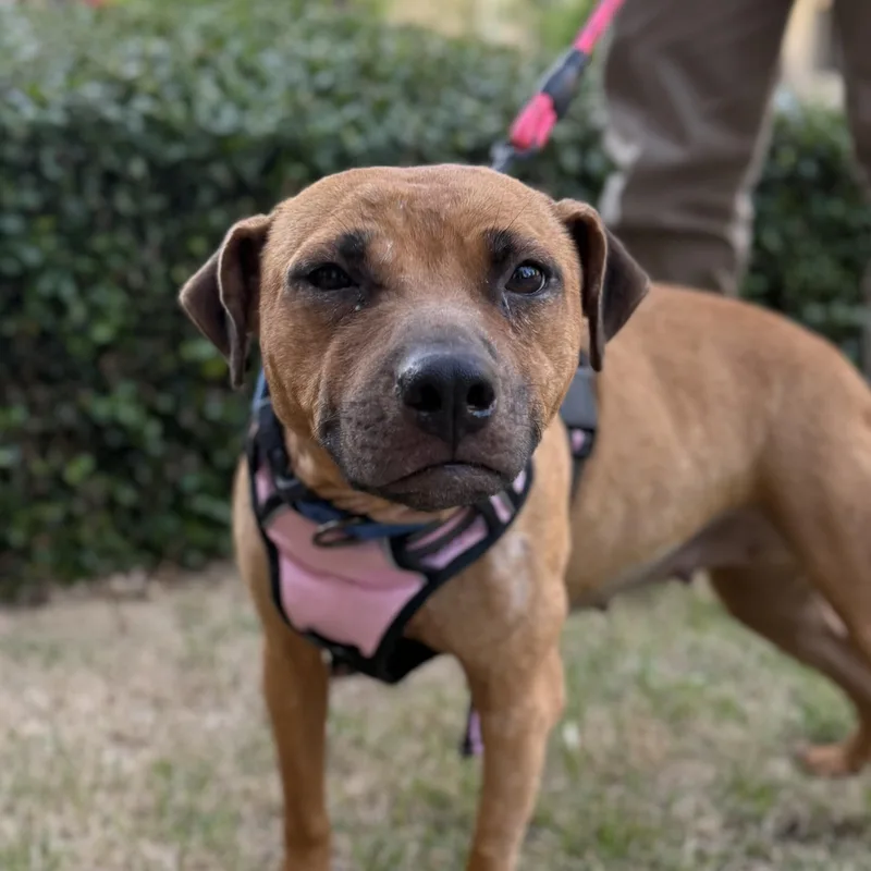 An adult medium-sized female Black Pit Bull Terrier dog named Seraphina for adoption in Columbia, SC