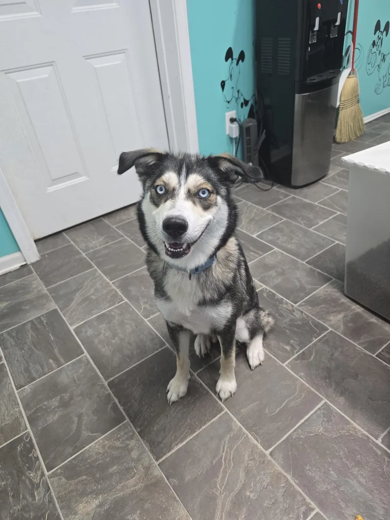 An adult large-sized female Gray / Blue / Silver Husky dog named Rory for adoption in Circleville, OH