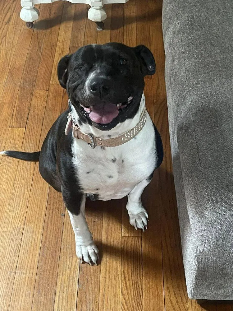 A young medium-sized female Pit Bull Terrier dog named Citrus for adoption in New York, NY