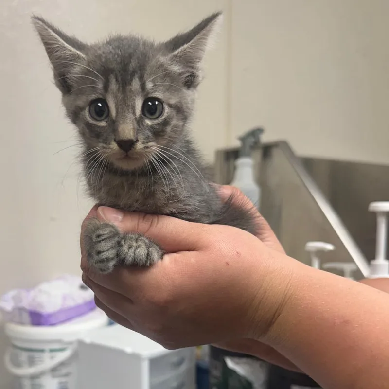 A baby small-sized male Gray / Blue / Silver Domestic Short Hair cat named Chester for adoption in Bryan, TX