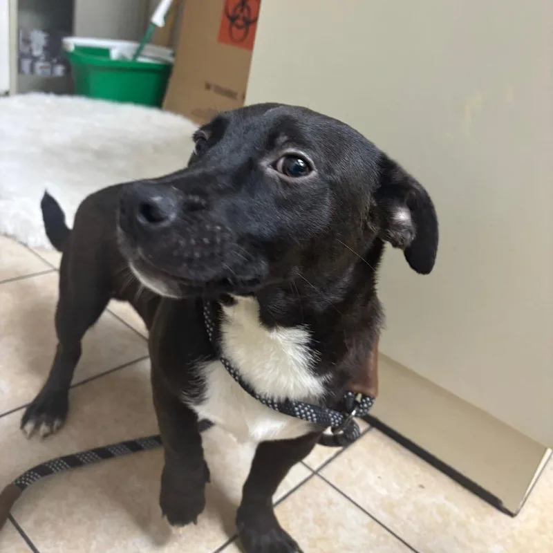An adult small-sized male Black Mixed Breed dog named Megatron for adoption in Pekin, IL
