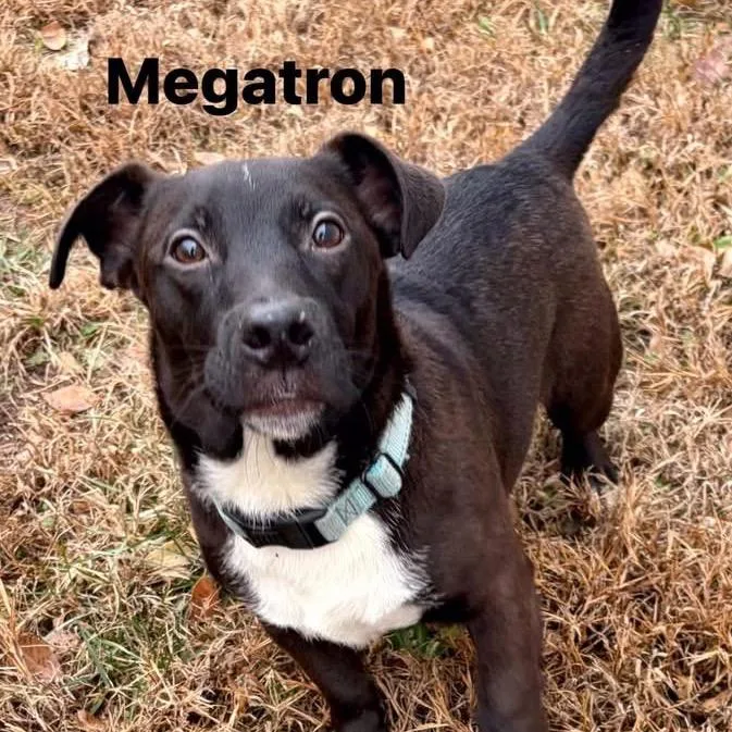 Megatron thumbnail 5