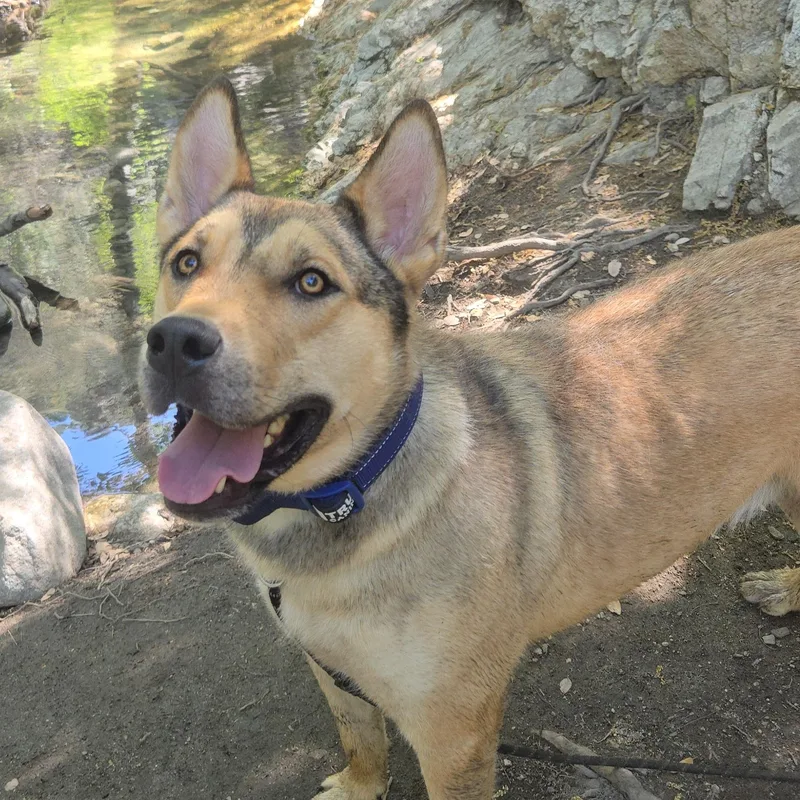 An adult medium-sized male Black Shepherd dog named Rusty for adoption in rowland heights, CA