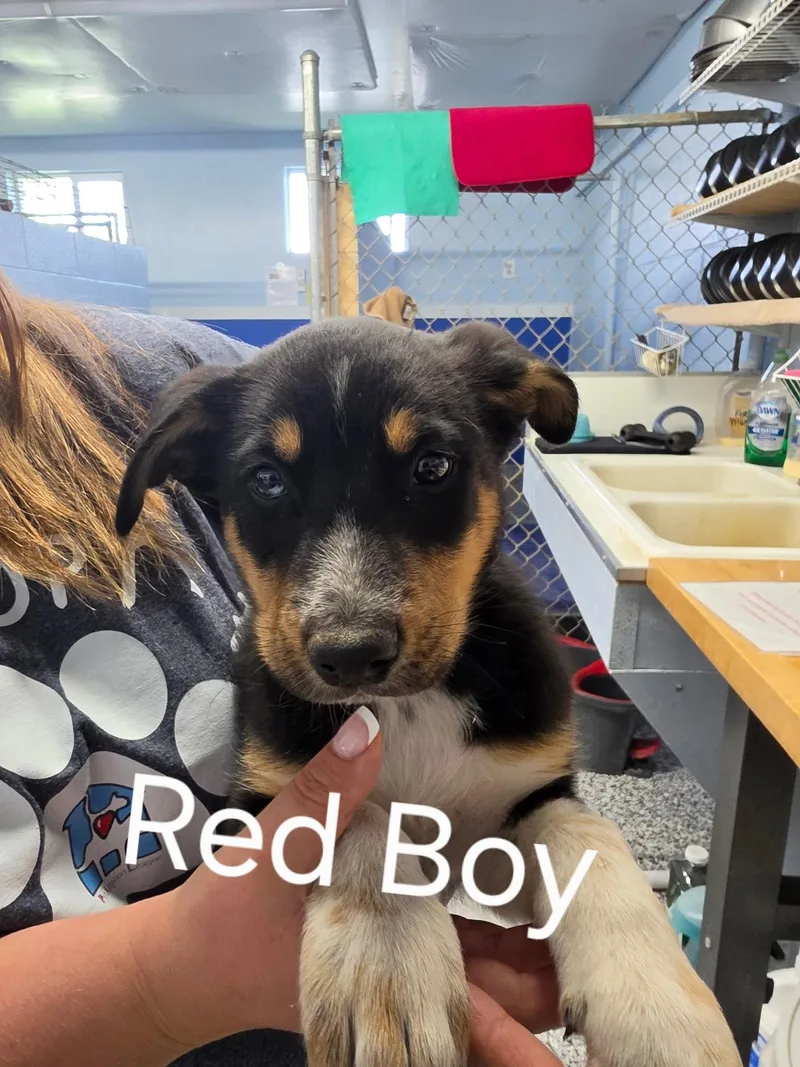 Puppy Red Boy