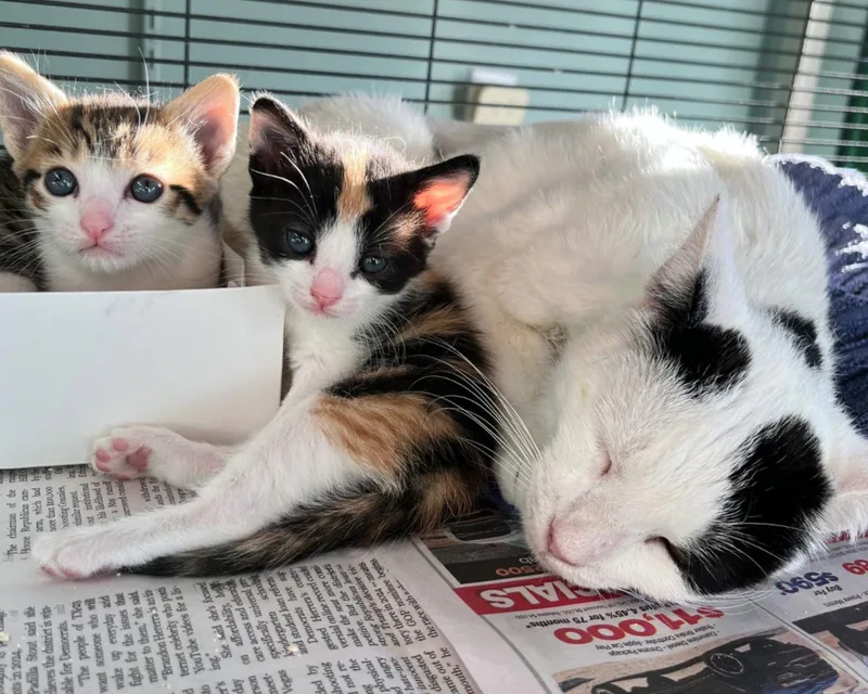 Sugar Pie thumbnail 2