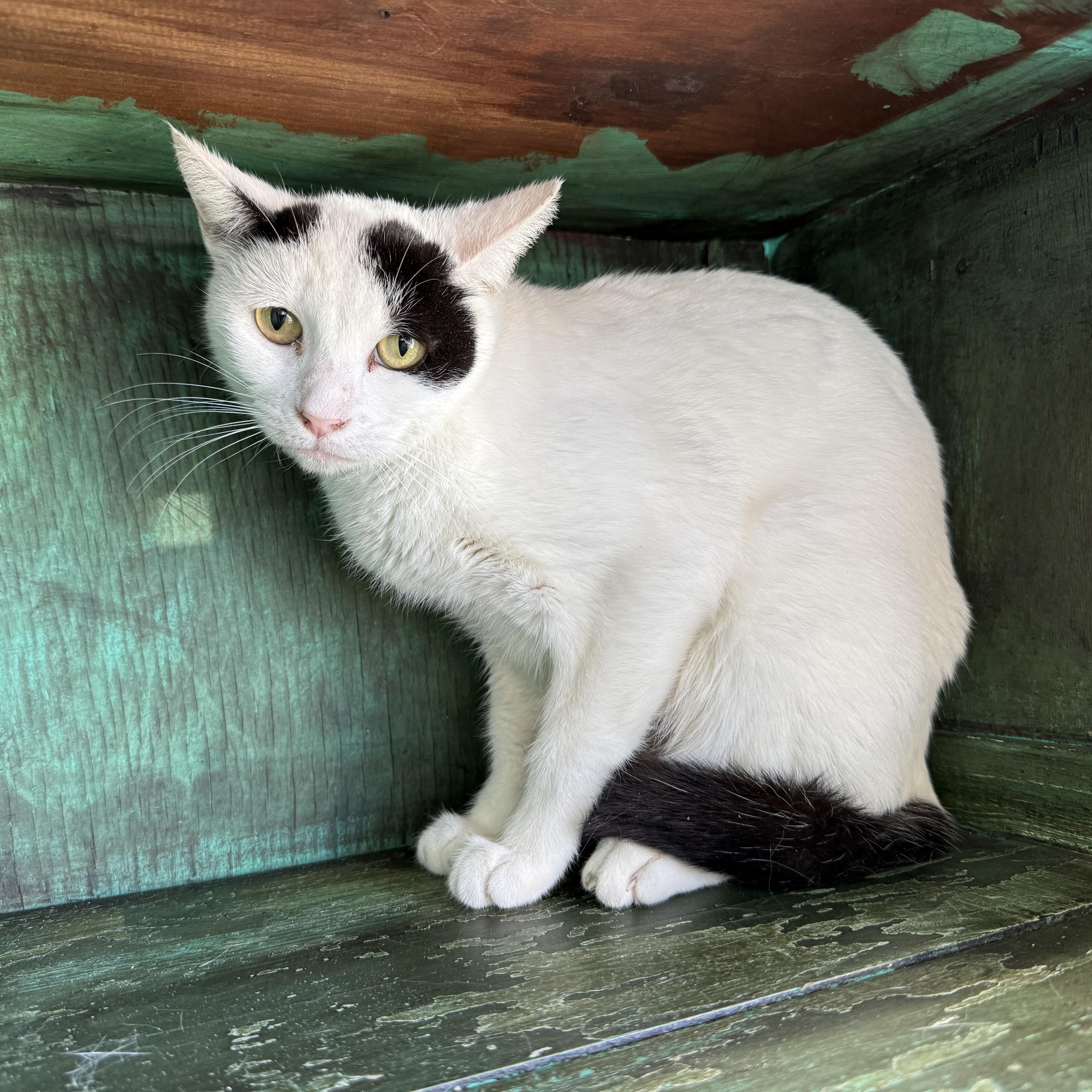 Sugar Pie thumbnail 3