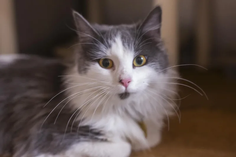An adult medium-sized female Domestic Long Hair cat named Punkin for adoption in Mountain Home, AR