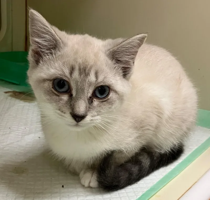 A baby medium-sized female Domestic Short Hair cat named Daphne for adoption in Christiansburg, VA