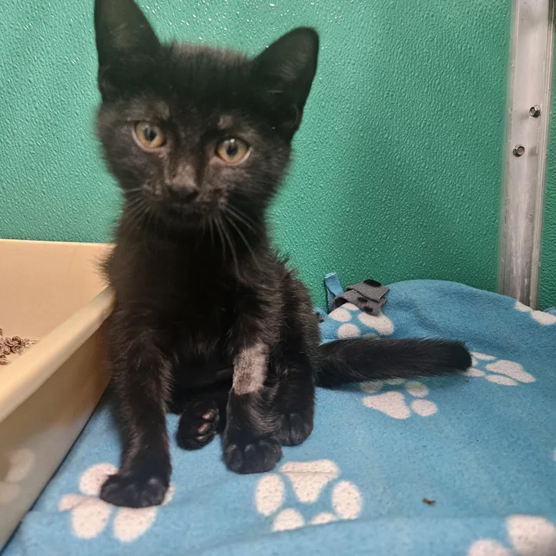 A baby medium-sized female Black Domestic Short Hair cat named Raven for adoption in Fall River, MA