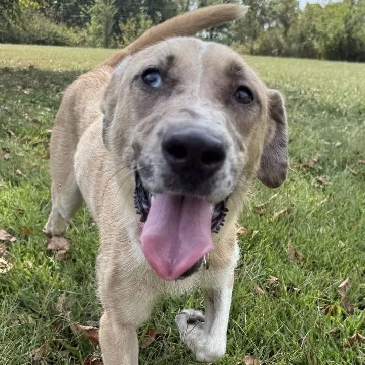An adult medium-sized female Yellow / Tan / Blond / Fawn Catahoula Leopard Dog dog named Marnie for adoption in Kansas City, MO