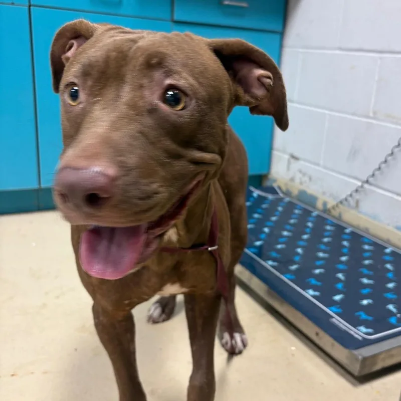 An adult medium-sized female Brown / Chocolate Pit Bull Terrier dog named FayeCoco for adoption in Lufkin, TX