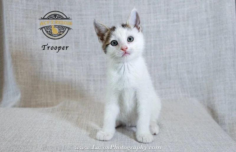 A young medium-sized male Domestic Short Hair cat named Trooper for adoption in Riverside, CA