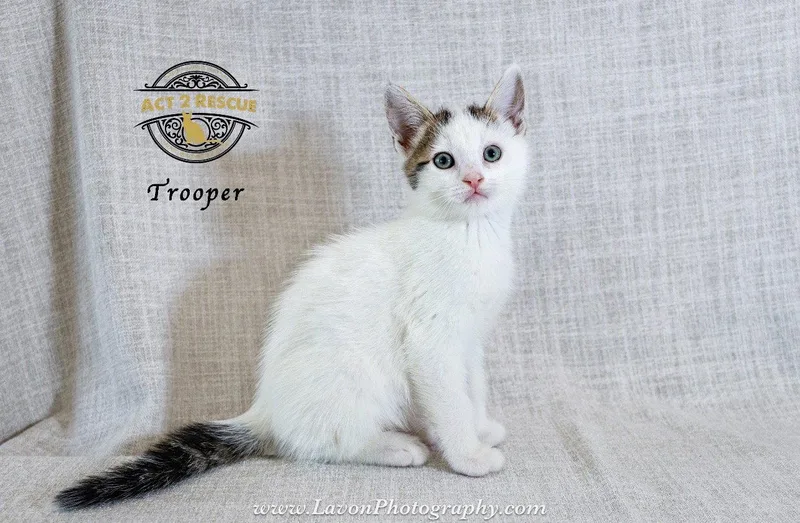 Trooper thumbnail 2