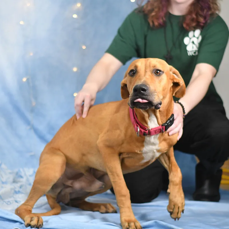A young medium-sized male Golden Mixed Breed dog named Garrison for adoption in Defuniak Springs, FL