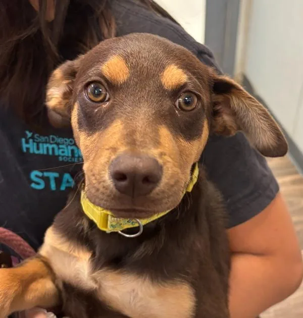 A baby small-sized female Doberman Pinscher dog named Sunshine for adoption in San Diego, CA