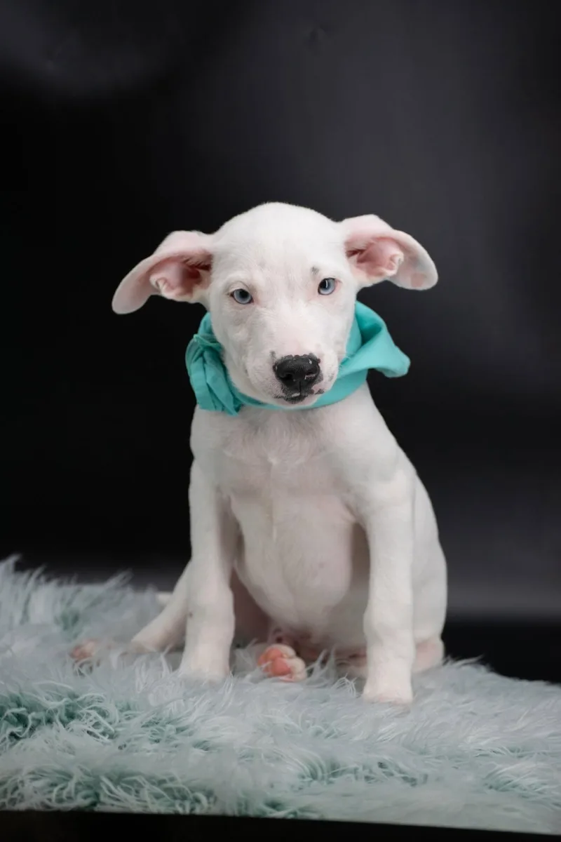 A baby small-sized male Black Terrier dog named Louie for adoption in Sevierville, TN