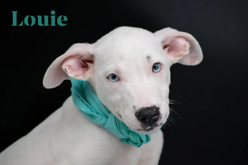 Louie thumbnail 2
