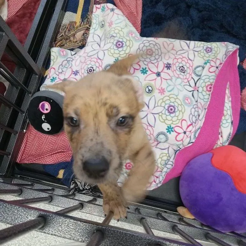 A young medium-sized male Yellow / Tan / Blond / Fawn Australian Cattle Dog / Blue Heeler dog named Neo for adoption in Lake Havasu City, AZ