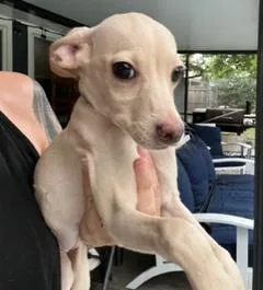 Silver Collar thumbnail 2