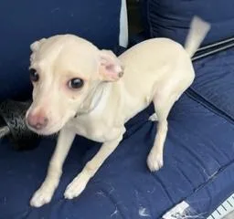 Silver Collar thumbnail 3