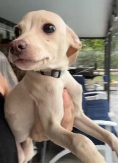 Silver Collar thumbnail 4