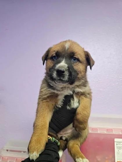 An adult medium-sized female Brown / Chocolate Australian Shepherd dog named Girl for adoption in El Paso, TX