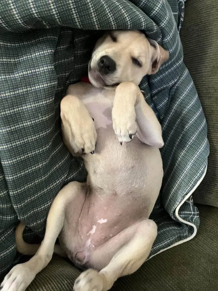 A baby small-sized female Terrier dog named Avery for adoption in Chatham, NJ
