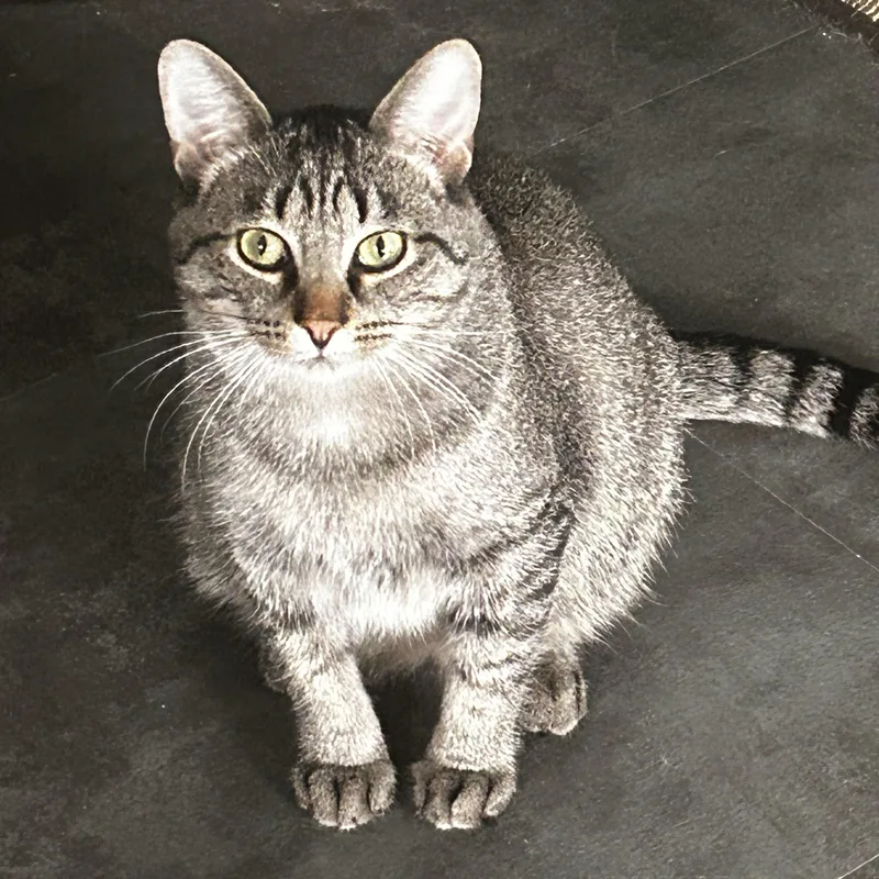 An adult medium-sized male Tabby (Gray / Blue / Silver) Tabby cat named Norman for adoption in Grand Rapids, MI
